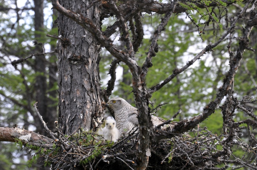 goshawk.jpg