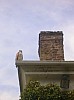 Red-tailed-on-roof.jpg