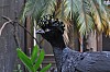 Yellow_Knobbed_Curassow.jpg