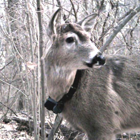 Thor Antlered