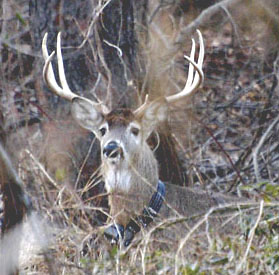 Thor Antlered