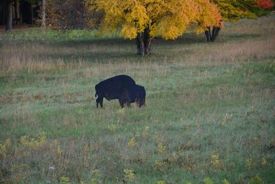 bison_small.jpg